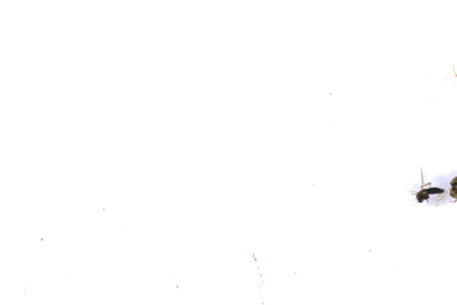 Image 31